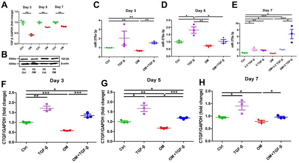 Changes in the expressions of TGF-β1 and its potential effectors, miR-378a-3p and CTGF upon OM exposure. TGF-β1 induced an early up-regulation of CTGF, followed by mid-term miR-378a-3p stimulation, while OM suppressed all effectors tested since the early phase of calcification. From early, mid-term to mature VC, OM-induced TGF-β1 (A, mRNAs; B, western blots), miR-378a-3p (early, C; mid-term, D; mature, E), and CTGF (early, F; mid-term, G; mature, H) expressional changes are shown. ctrl, control; CTGF, connective tissue growth factor; OM, osteogenic media; TGF-β, transforming growth factor-β.