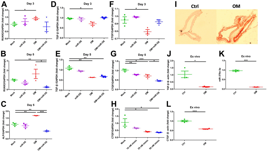 Functional evaluation of the role of miR-378a-3p during VC and ex vivo validation. Over-expression of miR-378a-3p led to CTGF suppression while remained neutral regarding TGF-β1 expressions. From early to mid-term VC, the expressions of RUNX2 (early, A; mid-term, B), ALP (C), TGF-β1 (early, D; mid-term, E), and CTGF (early, F; mid-term, G) in ASMCs without or with miR-378a-3p over-expression or OM treatment are shown. (H) The effect on CTGF expression exerted by increasing miR-378a-3p transfection dose. (I) AR staining of ex vivo aortas without or with OM, with aortic expressions of TGF-β1 (J), miR-378a-3p (K), and CTGF (L) shown. ALP, alkaline phosphatase; AR, Alizarin red; ASMC, aortic smooth muscle cell; ctrl, control; CTGF, connective tissue growth factor; OM, osteogenic media; TGF-β, transforming growth factor-β.