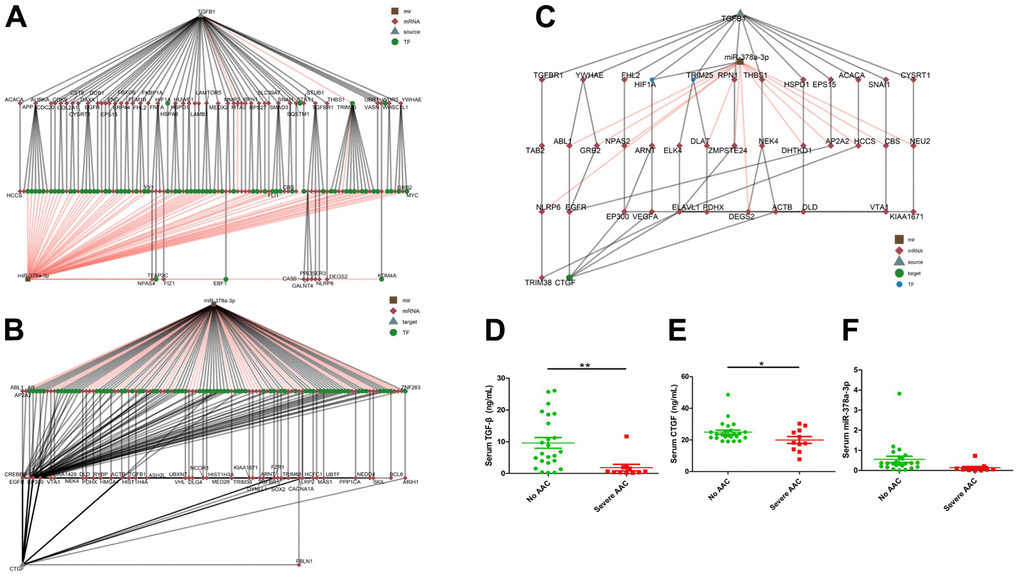 Bioinformatic analyses of potential links within the TGF-β1/miR-378a-3p/CTGF axis, with multiple mediators uncovered. The expression levels of TGF-β1/miR-378a-3p/CTGF were found to decrease in sera of patients with severe aortic arch calcification compared to those without. Hierarchical clustering of potential linking nodes/effectors between TGF-β1 and miR-378a-3p (A), miR-378a-3p and CTGF (B), and between TGF-β1, miR-378a-3p, and CTGF (C). Serum TGF-β1 (D), CTGF (E), and miR-378a-3p (F) levels of older adults according to the absence of AAC or presence of severe AAC are shown. AAC, aortic arch calcification; CTGF, connective tissue growth factor; TGF-β, transforming growth factor-β.