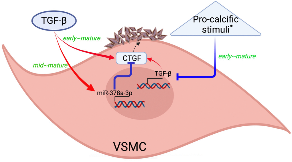 A graphical illustration of our study findings. Created with Biorender.com. * Such as high phosphate exposure. CTGF, connective tissue growth factor; TGF-β, transforming growth factor-β; VSMC, vascular smooth muscle cells.