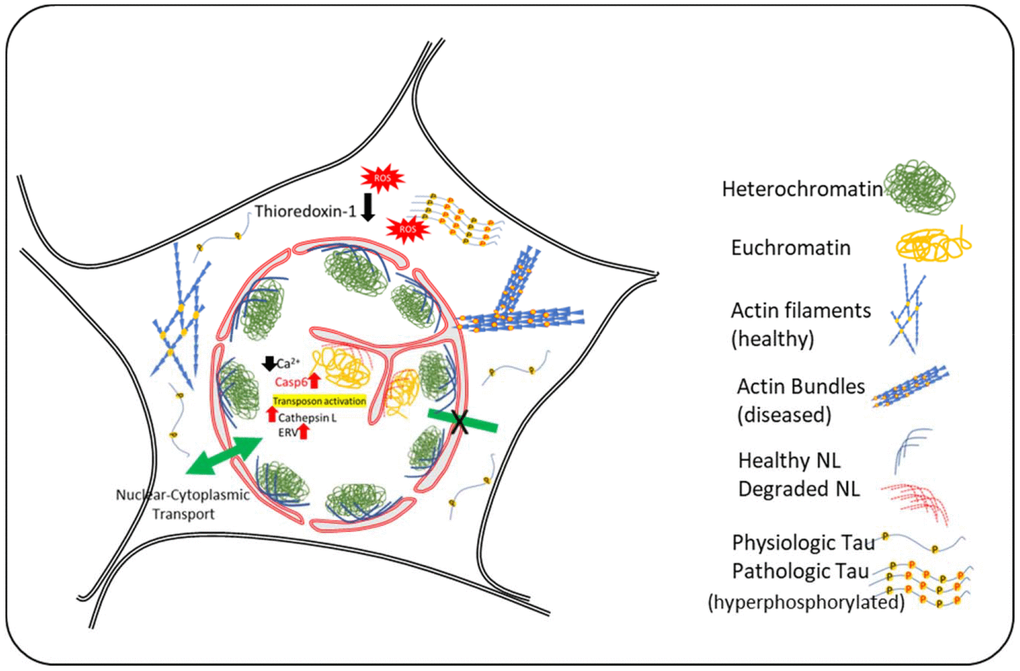 Schematic Diagram summarizing the events in neuronal nuclear invagination in AD: Causes and consequences. Oxidative stress and Tau-hyperphosphorylation have been shown to be responsible for nuclear envelope invagination in neurons. Abnormal actin bundling due to tau-hyperphosphorylation and increased oxidative stress result in changes in nuclear lamin and degradation of nuclear lamina proteins by caspase-6 and cathepsin L that are upregulated in AD. The molecular events downstream of nuclear invagination are mediated by changes in chromatin compaction and abnormal gene transcription, including activation of transposons and emergence of ancient retroviruses. Experimental evidence indicate that attenuation of these events may represent new therapeutical approaches.