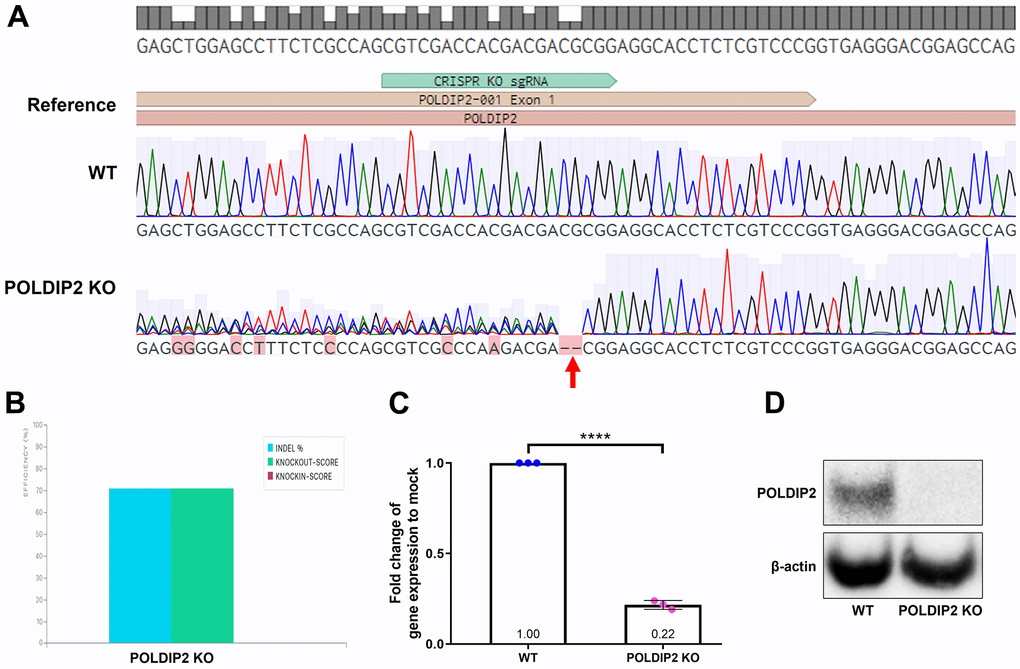 Generation of POLDIP2 KO cell line. (A) Sanger sequencing showed small indels in the coding sequence of POLDIP2 in the POLDIP2 KO cell line, as indicated by the red arrow. (B) Quantification of indel percentage in knockout cell line compared to WT. (C) RT-qPCR analysis of POLDIP2 repression using CRISPR KO. Values expressed as mean ± SEM, n=3. **** pD) Western blot analysis of POLDIP2 protein repression.