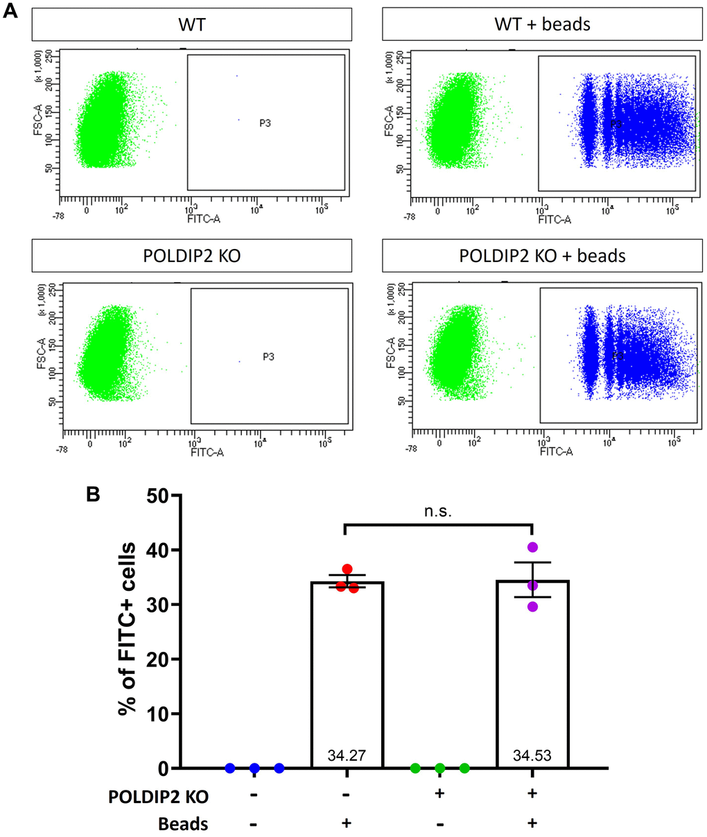 POLDIP2 KO cells show normal levels of phagocytosis. (A) Flow cytometry analysis of phagocytosis in WT and POLDIP2 KO treated with or without FITC+ fluospheres. (B) Pooled quantification results of n=3 biological repeats. Error bars represent SEM. n.s. not significant.