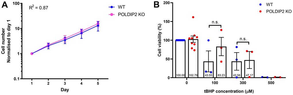 Knockout of POLDIP2 in ARPE-19 shows normal levels of cell proliferation and viability. (A) Cell proliferation of WT and POLDIP2 KO cell lines. Normalised cell numbers expressed as mean ± SEM, n=3. (B) Cell viability analysis of WT and POLDIP2 KO cell lines in the presence or absence of tBHP. Results are presented as mean ± SEM of 2-9 biological repeats, each with 8 technical repeats.
