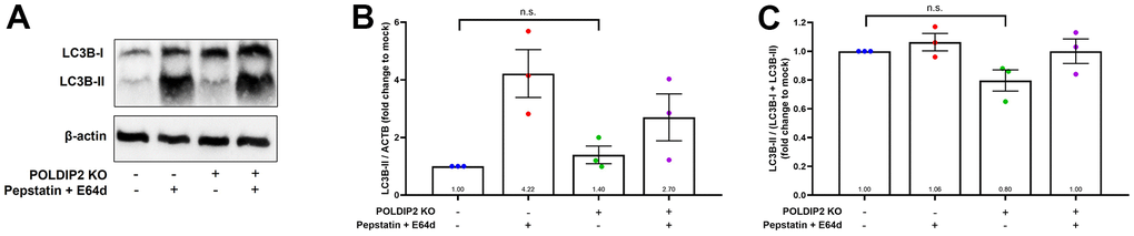 Knockout of POLDIP2 did not significantly alter autophagy in ARPE-19. (A) Western blot analysis of LC3B protein levels in WT and POLDIP2 KO samples. E64d and pepstatin A protease inhibitors (10 mg/ml each) were added where indicated. β-actin served as a loading control. (B) Quantification of the ratio of LC3B-II to β-actin. Values expressed as mean ± SEM, n=3 biological repeats. n.s. not significant. (C) Quantification of the ratio of LC3B-II/(LC3B-I + LC3B+II). Values expressed as mean ± SEM, n=3 biological repeats. n.s. not significant.