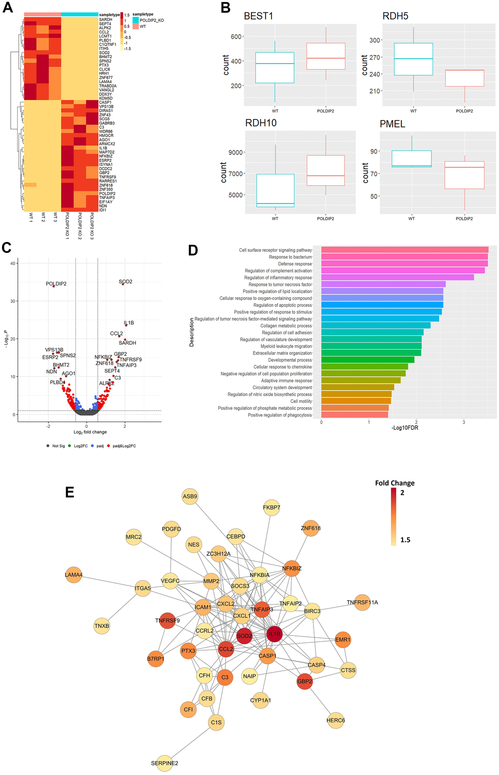 Transcriptome profiling of POLDIP2 knockout in ARPE-19. (A) Heatmap of top 50 DE genes detected in WT (n=3) and POLDIP2 KO (n=3) cell lines. (B) Boxplot of the expression levels of RPE markers BEST1, RDH5, RDH10, and PMEL in different samples. (C) Volcano plot of the top 20 DE genes labelled in POLDIP2 KO cell lines (n=3). (D) GO annotation of the top 50 up-regulated DE genes in POLDIP2 KO samples (n=3). (E) Network topology of the top up-regulated DE genes in POLDIP2 KO samples (n=3).