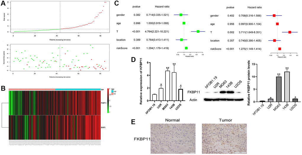 The clinical value of a prognostic gene-based risk model for osteosarcoma. (A) Patients’ risk scores were ranked from low to high, and scatter plots of risk scores and survival times were drawn. (B) Heatmap analysis of FKBP11 and BINP3 expression. (C) Univariate and multivariate regression analyses of factors correlated with osteosarcoma prognosis. (D) RNA was extracted from hFOB1.19 osteoblasts and osteosarcoma cells, and the expression of FKBP11 was measured by qRT-PCR. The protein expression of FKBP11 in hFOB1.19 and osteosarcoma cells was measured through western blotting. (E) Comparison of the expression of FKBP11 in osteosarcoma and paraneoplastic tissues. Scale bars represent 50 μm. *P **P ***p 