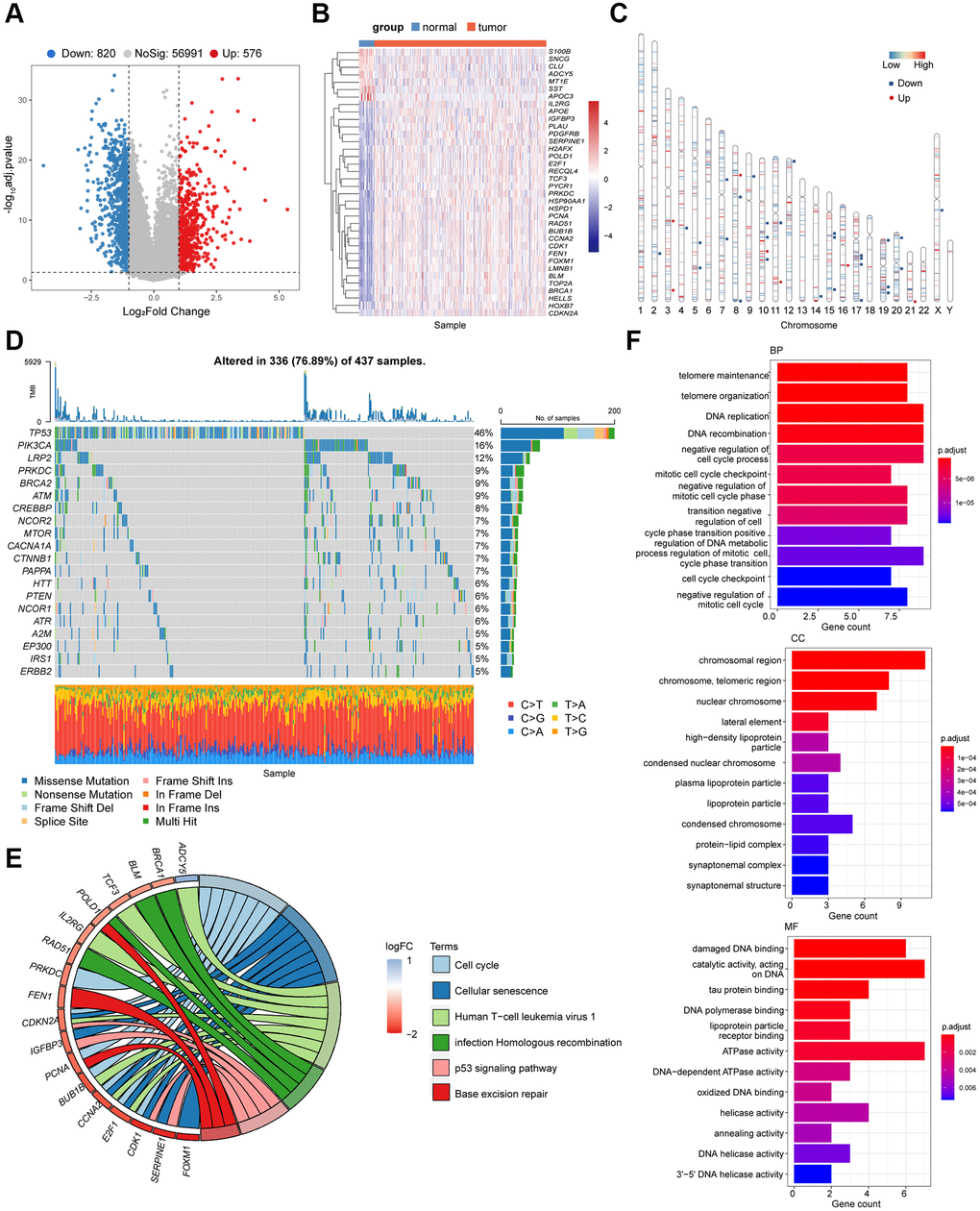 Identification of the candidate senescence-related DEGs in the TCGA-STAD. (A) Differentially expressed genes depicted by the volcano plot (red, up-regulated; blue, down-regulated in GC). (B) Heatmap depicting the mRNA levels of the 36 senescence-related DEGs between GC tissues and adjacent normal tissues. (C) Locations of the 36 senescence-related DEGs in chromosomes (red, up-regulated; blue, down-regulated in GC). (D) The mutation frequency of top 20 DEGs. (E) Bubble diagram demonstrated the top 6 enriched KEGG pathways of the 36 senescence-related DEGs. (F) GO enrichment analysis of the 36 senescence-related DEGs via biological process (BP), cellular component (CC) and molecular function (MF).