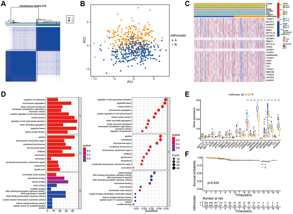 Determination of m6A modification mode. (A) According to the expression similarity of m6A RNA methylation regulator, 506 thyroid cancer patients in TCGA cohort were divided into m6A Cluster A and B. (B) PCA analysis shows that m6A related genes can distinguish the two groups of m6A genotyped samples. (C) The Heatmap shows an unsupervised cluster of 23 m6A regulators in TCGA-THCA. (D) GO enrichment analysis was performed on the difference genes screened by comparison between the two groups of m6A cluster to observe the functions of these genes. The ordinates of the histogram and bubble diagram represent the name of GO, which can be divided into three categories: BP (biological process), CC (Cell Component), and MF (Molecular function). (E) The expression of 23 m6A regulators in the two groups of m6A cluster. The asterisk indicates statistical P value (*P **P ***P F) Survival analysis for RFS among two m6Aclusters. Kaplan–Meier curves and log-rank P values are shown in the graph, and the numbers at risk are shown at the bottom.
