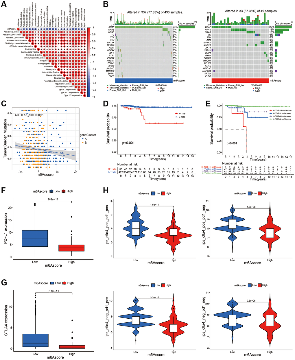 m6A score predicts the benefits of immunotherapy. (A) The correlation between m6A score and immune cells can be observed by immune correlation analysis. (B) In the waterfall plot, the abscissa is the sample, the ordinate is the mutation related gene, different colors represent different mutation types, and different base changes are shown below the graph. (C) Correlation analysis of m6Ascore and TMB value in thyroid cancer was performed through Spearman correlation analysis. (D) The survival curve shows that patients with low TMB had significantly better survival than those with high TMB (P E) TMB and m6A score were compared in the survival curve, and the results shows that the survival rate of patients with low TMB and low m6A score is significantly higher than that of patients with high TMB and high m6A score (P F) Box plot of PD-L1 expression in the low and high m6Ascore groups. The P value is shown in box plot. (G) Box plot of CTLA4 expression in the low and high m6Ascore groups. The P value is shown in box plot. (H) The expression levels of CTLA4 antibody and PD-1 antibody in high m6A score group and low m6A score group were compared.