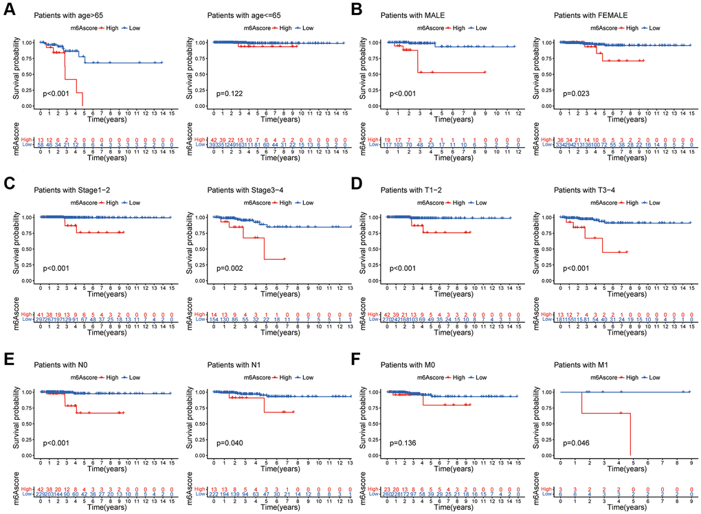 Clinical evaluation of m6A score. Survival analysis of different m6Ascore groups among thyroid cancer patients with Age (A), Gender (B), tumor Stage (C), T stage (D), N stage (E), and M stage (F).