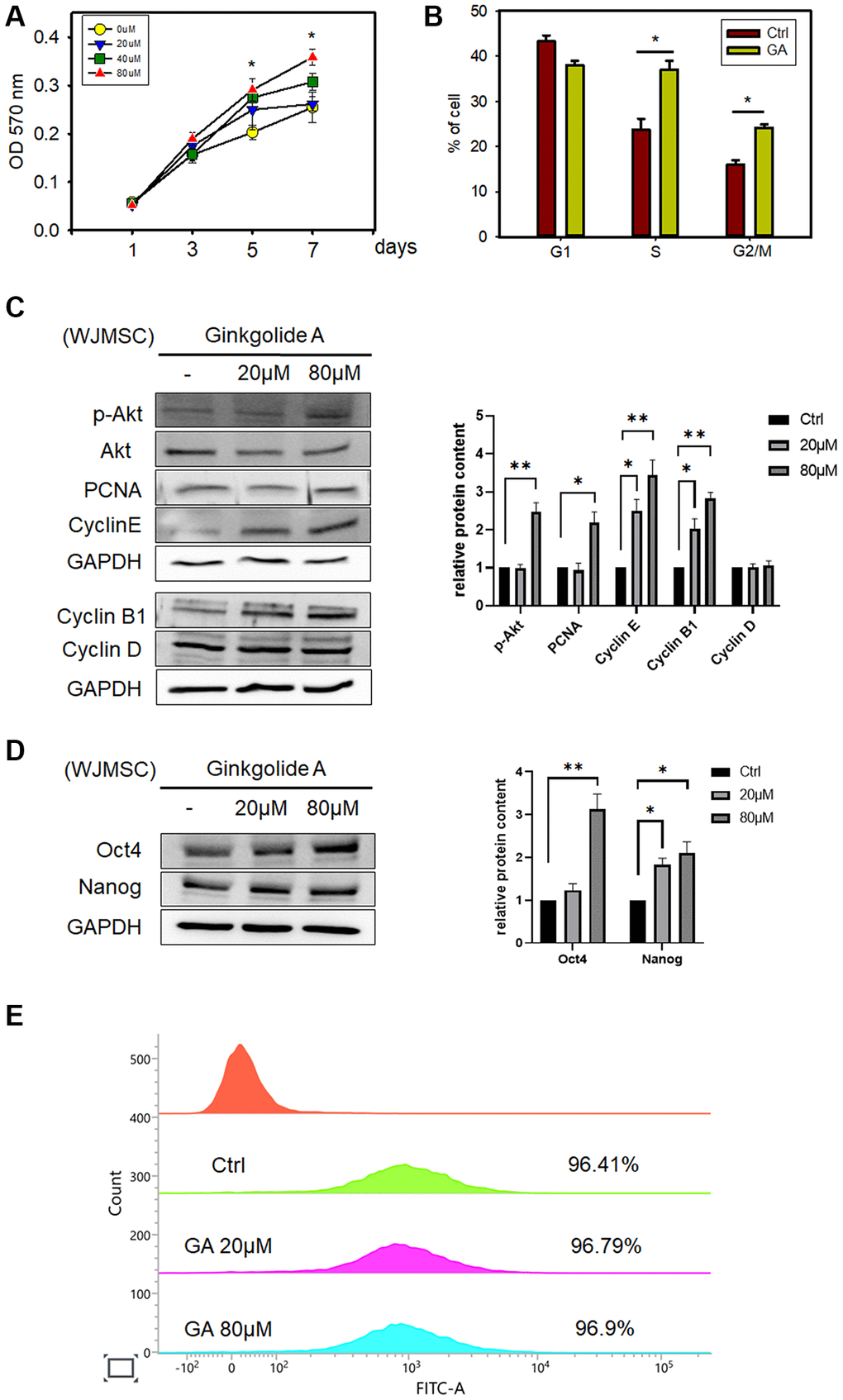 Ginkgolide A (GA) promotes WJMSC proliferation and stemness. (A) SH-SY5Y cell viability was determined by MTT assay after exposure to 20, 40, and 80 μM GA for 1, 3, 5, and 7 days. The data represent the mean ± standard deviation. *P B) Cell cycle assessed by flow cytometry after exposure to 80 μM GA. (C) Proliferation and cell cycle-related proteins p-AKT, PCNA, Cyclin E, Cyclin B1, and Cyclin D were examined after GA treatment in WJMSCs by western blot analysis. (D) Western blotting of stemness-related markers OCT4 and Nanog after GA treatment in WJMSCs. (E) Vimentin expression of WJMSC after exposure to 20 μM, 80 μM GA. *P **P  vs. ctrl.