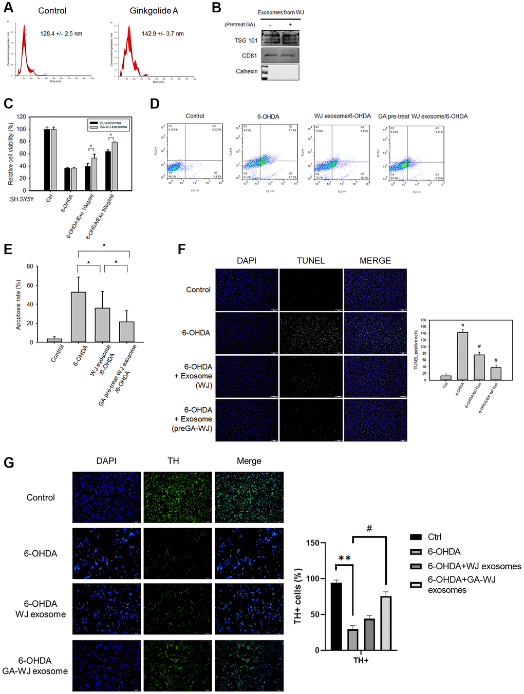 The therapeutic functions and characteristics of exosomes isolated from GA pre-treated WJMSCs. (A) Size distributions of exosomes as measured by NanoSight NS300 with mean values. (B) Exosome positive/negative markers TSG101, CD81, and Calnexin were measured by western blotting assay. (C) MTT assay was used to examine the SH-SY5Y cell viability. (D) Representative images of flow cytometry showed the cell apoptosis stained with Annexin V-FITC/PI apoptosis detection kit. (E) Statistical analysis of the apoptotic data from (D). (F) TUNEL assay was used to stain the DNA breaks to examine the therapeutic function of exosomes isolated from GA pre-treated WJMSCs. Data are presented as mean ± standard deviation. (G) TH staining after exosome treatment isolated from GA pre-treated WJMSCs under 6-OHDA damage. *P  0.05 vs. control and #P  0.05 vs. 6-OHDA groups.