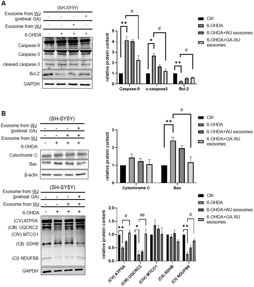 Expression of apoptosis-related and OXPHOS proteins in SH-SY5Y cells after GA pre-treated WJMSCs derived exosome treatment. (A) Apoptosis-related and anti-apoptotic proteins Caspase-9, Caspase-3, and Bcl-2 were measured by western blotting assay. (B) Expression of Cytochrome C, Bax, and OXPHOS protein (ATP5A, UQCRC2, MTCO1, SDHB, NDUFB8) were determined by western blotting. *P  0.05, **P #P  0.05, ##P 