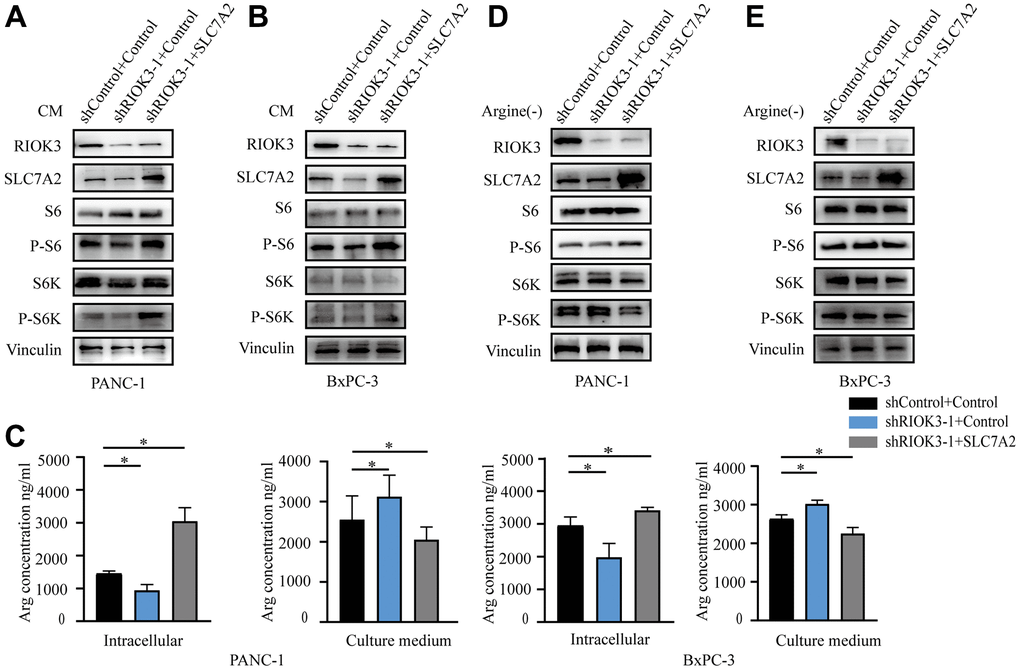 RIOK3 promotes the activation of the mTORC1 pathway via SLC7A2. (A, B) Western blot analysis of RIOK3, SLC7A2, S6, P-S6, S6K and P-S6K in PANC-1 and BxPC-3 cells transduced with shRIOK3-1 alone or in combination with SLC7A2 under conventional culture conditions. (C) The content of Arg was analyzed in the intracellular and culture medium of PANC-1 and BxPC-3 cells transduced with shRIOK3-1 alone or in combination with SLC7A2 under conventional culture conditions. One-way ANOVA test. (D, E) Western blot analysis of RIOK3, SLC7A2, S6, P-S6, S6K and P-S6K in PANC-1 and BxPC-3 cells transduced with shRIOK3-1 alone or in combination with SLC7A2 under arginine-deficient culture conditions. All experiments were performed independently at least three times. The star (*) symbol denotes the level of statistical significance: * p 