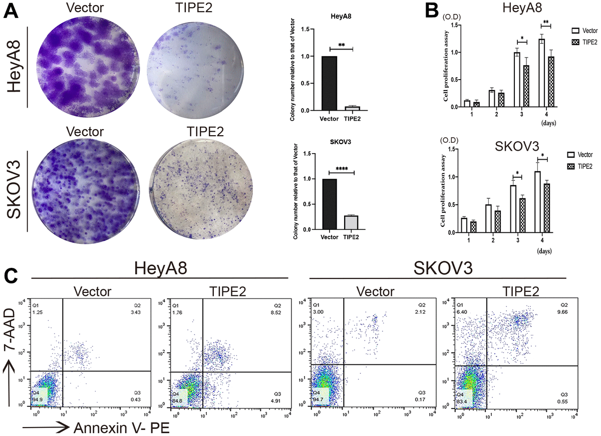 Tipe2 Acts As A Tumor Suppressor And Correlates With Tumor