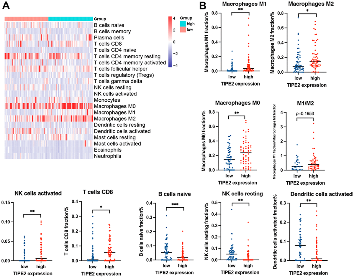 Tipe2 Acts As A Tumor Suppressor And Correlates With Tumor