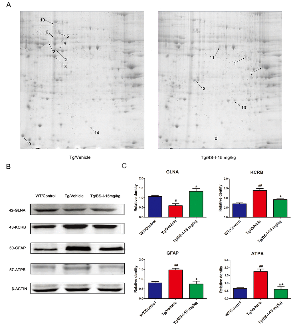 2-DE images and the validation of differentially abundant protein by western blot. The differentially expressed proteins in this study were defined by the gray values of the protein spots. Nine proteins were down-regulated (shown on the Tg/Vehicle gel) and 5 were up-regulated (shown on the Tg/BS-I-15 mg/kg gel) (A). To validate the proteomic results, we used a western blot to confirm 4 of the total 14 differentially expressed proteins (B). Tg/Vehicle group (M) compared with the wild-type control group (WT), * p C). Error bars denote mean standard error of the mean (SEM), n = 3.