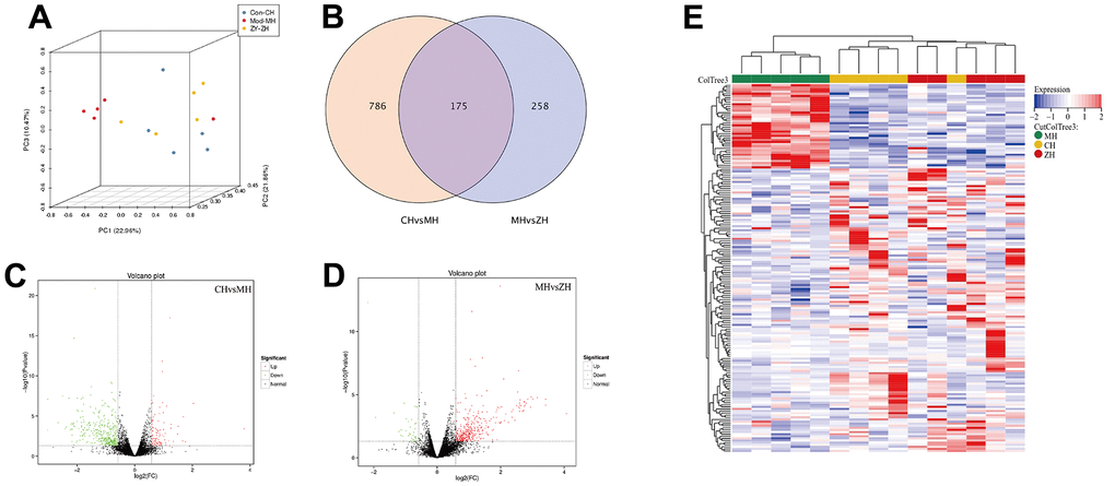 The differentially expressed mRNA analysis of control group, model group and YHY decoction group (n=5). (A) PCA diagram showing that samples distribution among different groups; (B) Venn diagram showing the DEGs of three groups; (C, D) Volcano plot of DEGs, screening parameters were P-valueE) Heatmaps of 175 DEGs intersected by three groups.