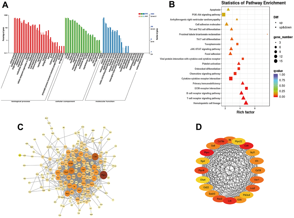 Functional enrichment analysis of differentially expressed mRNAs. (A) GO enrichment analysis of DEGs; (B) KEGG pathway analysis enrichment analysis of DEGs; (C) PPI network constructed using STRING online database; (D) Top 20 hub genes identified through degree method in cytoHubba.