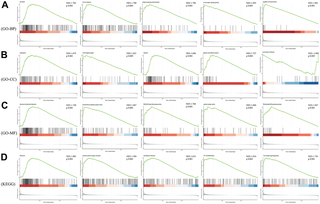 GSEA analysis of differentially expressed mRNAs. (A) Biological Process of GO; (B) Cellular Component of GO; (C) Molecular Function of GO; (D) KEGG pathway.