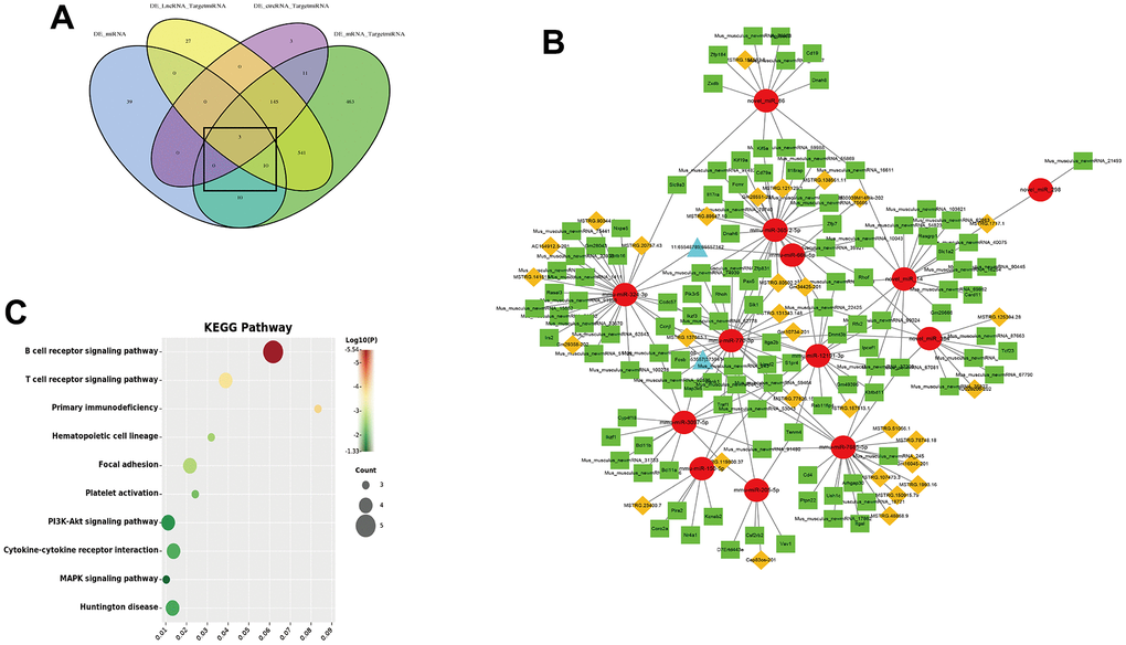 CeRNA network of lncRNA/circRNA-miRNA-mRNA. (A) Venn diagram of the interacting between mRNA-miRNA, lncRNA-miRNA and circRNA-miRNA; (B) ceRNA regulatory network (Red circle is miRNA, green squares is mRNA, yellow diamonds is lncRNA and blue triangles is circRNA); (C) KEGG pathway of co-expressed mRNA in ceRNA network.