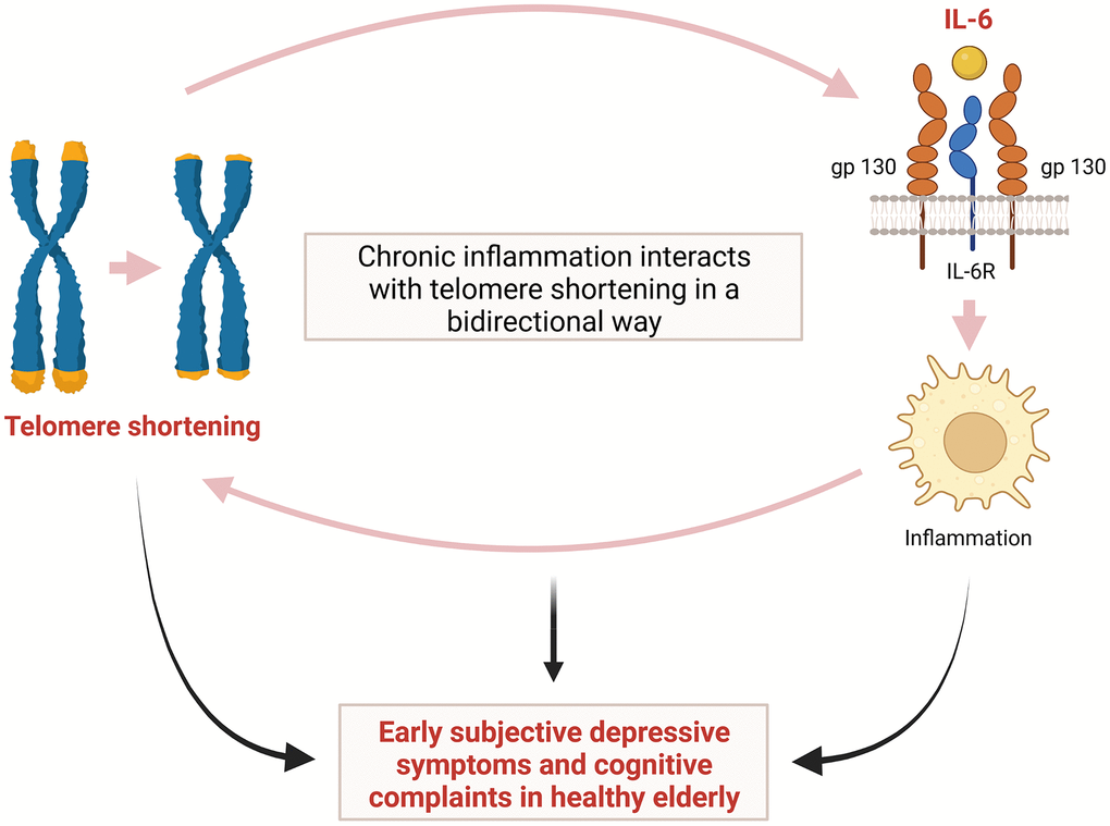 Hypothetical interaction between telomere shortening and inflammation induced by IL-6 leading to early subjective depressive symptoms and cognitive complaints in relatively healthy elderly. IL-6= interleukin-6.