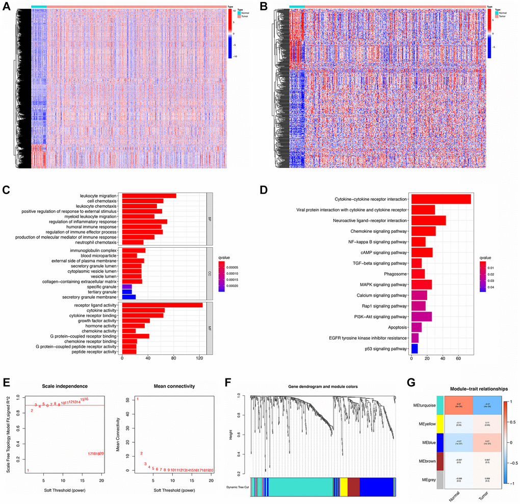 Identification, functional enrichment, and WGCNA analysis of DE-IRGs. (A, B) Heatmap of DEGs and DE-IRGs, respectively. (C, D) GO enrichment and KEGG analysis for DE-IRGs. (E) The scale-free fit index for soft-thresholding powers. Left: the relationship between the soft-threshold and scale-free R2. Right: the relationship between the soft-threshold and mean connectivity. (F) Dendrogram and module colors for DE-IRGs. (G) The correlations heatmap between modules and sample types.