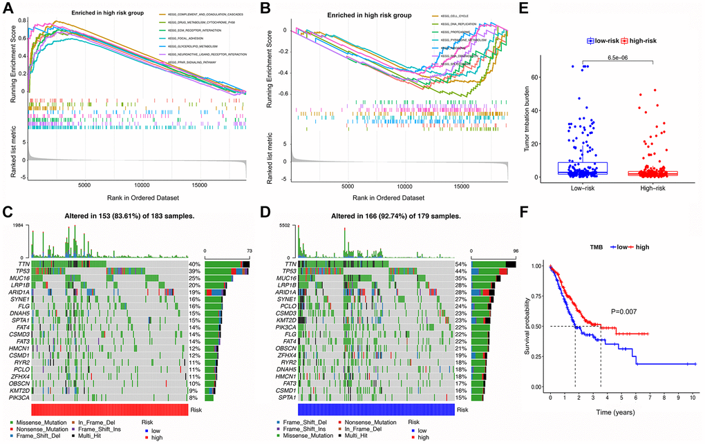 GSEA, mutational landscape, and TMB in high- and low-risk groups stratified by the IRS. (A, B) The enriched pathways for different risk groups based on GSEA analysis (C, D) Waterfall plot of the top 20 mutant genes in the high- and low-risk groups. (E) Box plot for the TMB between the high- and low-risk groups. (F) Kaplan-Meier survival curve of high versus low TMB.