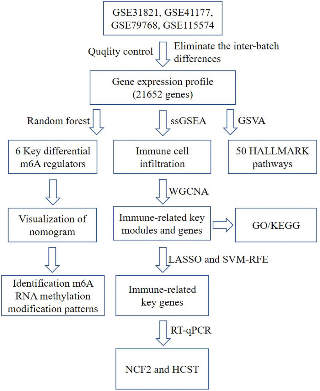 A flow chart of the analysis. ssGSEA, single-sample gene set enrichment analysis; GO, gene ontology annotation; KEGG, kyoto encyclopedia of genes and genomes pathway enrichment analyses; GSVA, gene set variation analysis; WGCNA, weighted gene co-expression network analysis; LASSO, Least Absolute Shrinkage and Selector Operation; SVM-RFE, Support Vector Machine-Recursive Feature Elimination; NCF2, neutrophil cytosolic factor 2; HCST: hematopoietic cell signal transducer.