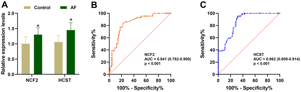 Validation of the NCF2 and HCST genes in clinical samples. (A) The relative expression levels of NCF2 and HCST in clinical samples. (B) ROC curve analysis of NCF2. (C) ROC curve analysis of HCST. *P P P 