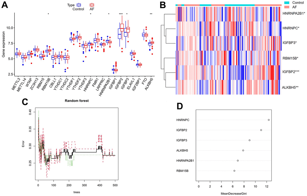 Expression landscape of m6A RNA methylation regulators in AF and random forest model construction to identify key m6A regulators. (A) Box plot of differentially expressed m6A regulators. (B) Heatmap of differentially expressed m6A regulators. (C) Plot of performance in log scale against epoch number. The x-axis represents the number of decision trees, and the y-axis indicates the error rate. When the number of decision trees is approximately 300, the error rate is relatively stable. (D) Results of the Gini coefficient method in the random forest classifier. The x-axis indicates the genetic variable, and the y-axis represents the importance index. *P P P 