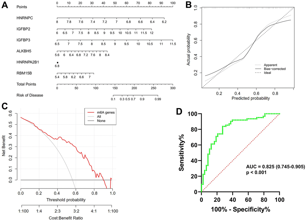 Construction and validation of a predictive nomogram of atrial fibrillation established based on six m6A regulators. (A) The nomogram of the model. (B) The calibration plot of the nomogram, and the diagonal dotted line represents a perfect prediction by an ideal model. (C) Decision curve analysis (DCA) of the nomogram. The solid line represents the performance of the nomogram, of which a closer fit to the diagonal dotted line represents a better prediction. (D) Receiver operating characteristic (ROC) analysis of the nomogram confirming that the model was effective in distinguishing atrial fibrillation patients from healthy subjects.