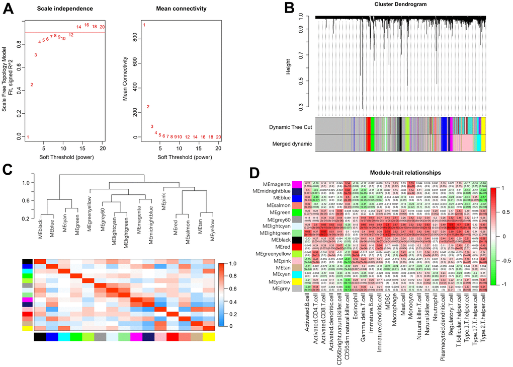 Weighted gene coexpression network analysis. (A) Analysis of network topology for various soft-thresholding powers. (B) Clustering dendrogram of genes. (C) Relationship among all the modules. (D) Associations between modules and infiltrating immune cells.