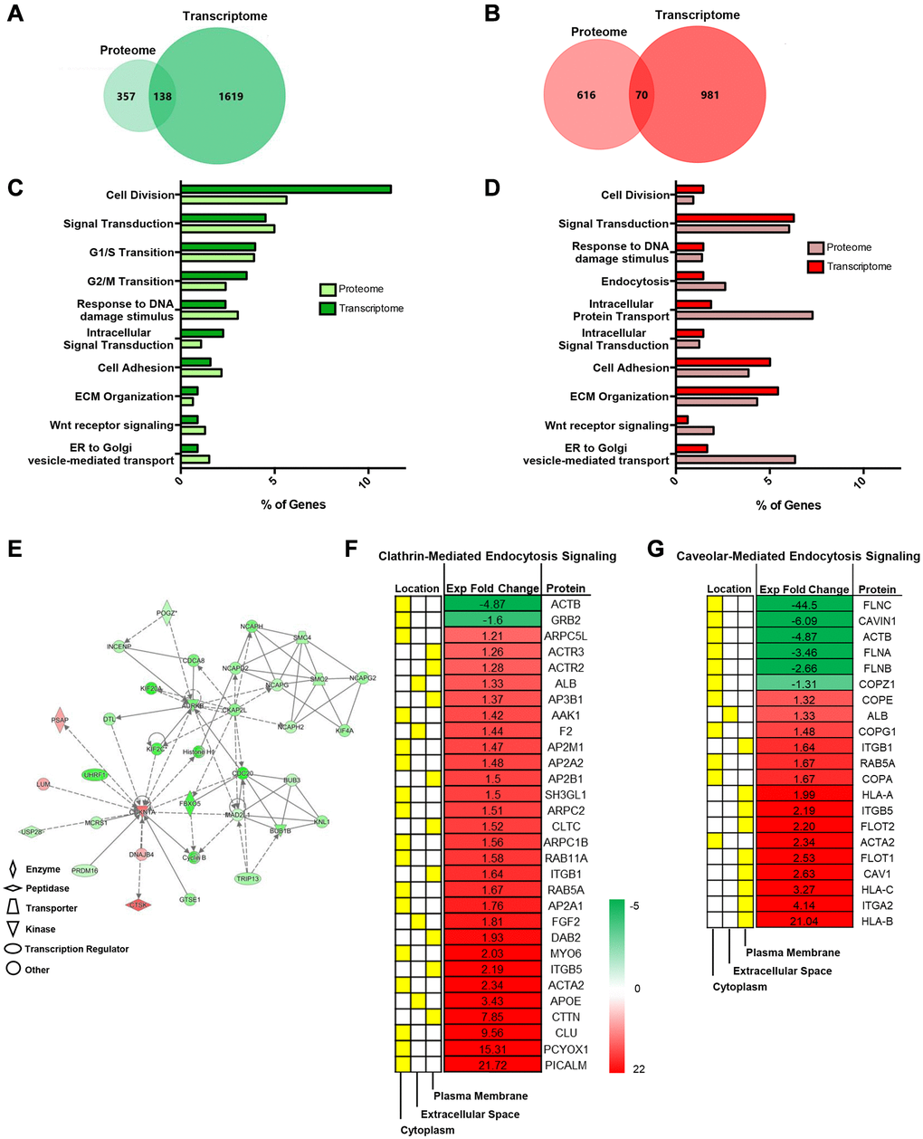 Integrative omics analysis shows that senescent MSCs regulate endosomal pathways. Integrative Analysis (proteome and transcriptome) using Functional Enrichment (FunRich) GO Analysis and IPA showed unique and overlapping genes and pathways between pre- and senescent MSCs. Omics analysis showed that 138 overlapping genes were down regulated (green) and 70 overlapping genes were positively enriched (red) (A, B). The percentage of proteome (light) and transcriptome (dark) genes that are involved in shared biological pathways are listed. These pathways include processes related to cell cycle, extracellular matrix interactions, and vesicle transport (C, D). Network analysis of genes associated to cell cycle, assembly, organization, DNA replication, cell-cell signaling and interaction, and protein synthesis. Green represents downregulated, red represents upregulated expression, solid lines indicate direct interaction, and dotted lines indicate indirect interaction (E). Significant proteins associated to cell-cell signaling, such as endocytic processes (clathrin and caveolin), and respective localized areas (cytoplasm, extracellular space, and plasma membrane) were further reported (F, G). Senescent MSC expression was normalized to pre-senescent expression. Proteins were down- and upregulated; however, more proteins were enriched in senescent MSCs. Pre- and senescent MSC samples were processed (n = 4) and proteins were considered significant if p 