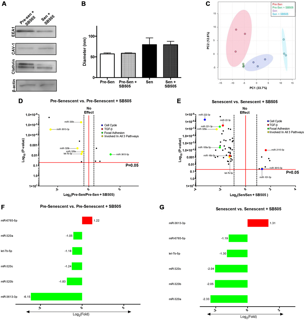 TGF-β modulates EXO miRNA profiles in pre- and senescent MSCs. EXO surface markers and miRNA content from pre- and senescent MSCs treated with SB505 were analyzed using immunoblots and microarrays. EXO populations were validated using immunoblots probing for well-known surface markers (A). Diameters were measured using dynamic light scattering methods and indicated similar diameters between untreated and SB505-treated EXOs from pre- and senescent MSCs; however, senescent MSC EXOs were larger than EXOs from pre-senescent cells (B). Principal component analysis (PCA) for pre- and senescent MSC EXOs treated with and without SB505 were plotted (pre-sen: red, pre-sen + SB505: green, sen: purple, sen + SB505: blue). Each point indicates a biological sample (n = 3) and the first two principal components explain 46.3% of miRNA variance (C). DIANA miRPath analysis showed that many of the significantly regulated miRNAs were involved in pathways of interest: cell cycle (blue), TGF-β (red), focal adhesion (green), and regulated in all 3 pathways (yellow) (D, E). 6 miRNAs overlapped between pre-senescent vs. pre-senescent + SB505 (F) and senescent vs. senescent + SB505 (G). In particular, expression levels between miRNAs-6765-5p and -3613-3p were inversely related between conditions. miRNA microarray samples were processed (n = 3) and miRNAs were considered significant if p 