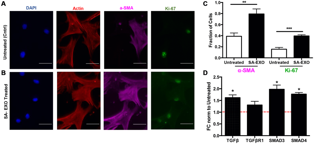 Senescent EXO exchange promotes activated MSC phenotype. Pre-senescent MSCs were treated with or without senescent MSC EXOs (SA-EXOs) and stained for dapi (blue), filamentous actin (red), a-SMA (cyan), and Ki-67 (green) (A, B). EXO treatment elevated a-SMA and Ki-67 expression compared to untreated MSCs (C) and further modulated TGF-β related gene profiles (D). Gene expressions were normalized to β-actin and to untreated MSCs (control and represented by dashed red line). Scale Bar: 100 μm. *p **p ***p 