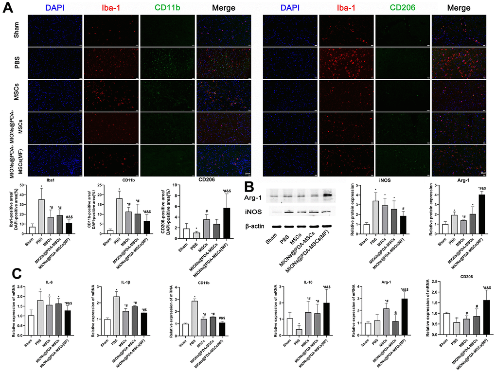 In vivo anti-inflammatory effects of the HUMSCs and MIONs@PDA-MSCs. (A) Immunofluorescence analysis and quantification for M1 (CD11b) and M2 (CD206) macrophage markers in the cortex tissues of mice. scale bars=20 μm. (B) Western blot analysis and quantification of M1 (iNOS) and M2 (Arg-1) macrophage markers in the cortex tissues of mice. (C) Relative expressions of M1 (IL-6, IL-1β and CD11b) and M2 (ARG-1, IL-10 and CD206) genes in the brain after treatment. *p #p &p $p 