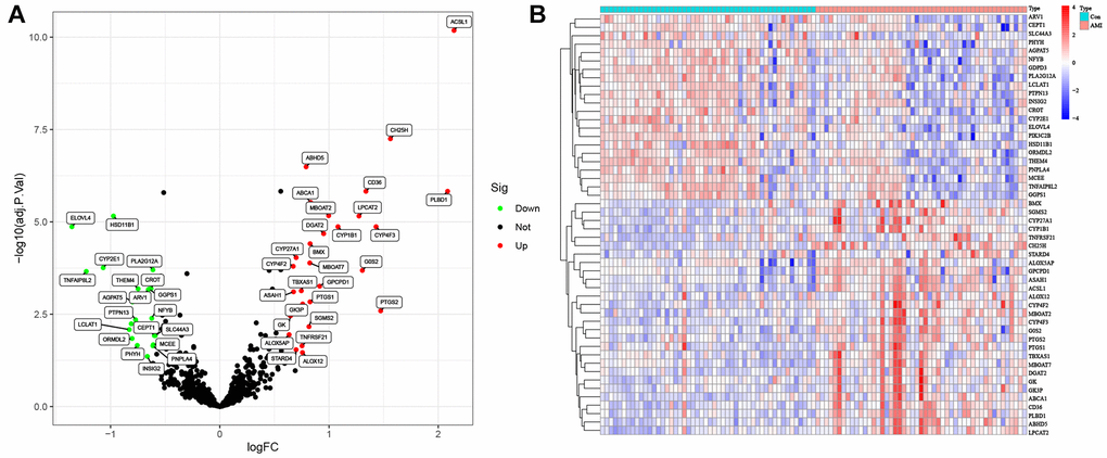 Lipid-related differentially expressed genes (DEGs) in AMI and healthy samples. (A) Volcano plot of the 673 lipid-related DEGs. Red dots represent significantly upregulated genes, and green significantly downregulated genes. (B) Heatmap of the 50 lipid-related DEGs in AMI and healthy samples.