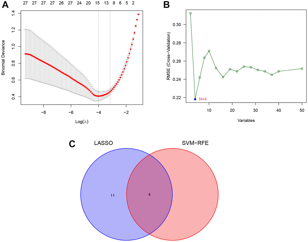 Identification of key lipid-related DEGs by machine learning methods. (A) Least absolute shrinkage and selection operator (LASSO) logistic regression screening of key lipid-related DEGs. (B) Support vector machine-recursive feature elimination (SVM-RFE) algorithm screening of key lipid-related DEGs. (C) Venn diagram of the intersection of diagnostic markers obtained by the two algorithms.