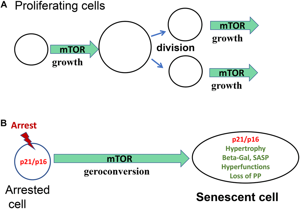 Geroconversion as a form of growth. (A) Proliferating cells. Cellular enlargement (growth) is followed by cell division. mTOR is shown as one of the drivers of growth. (B) Arrested cells. In the arrest cell (p21 and p16) cellular enlargement is followed by cell division. mTOR is shown as one of the drivers of geroconversion.