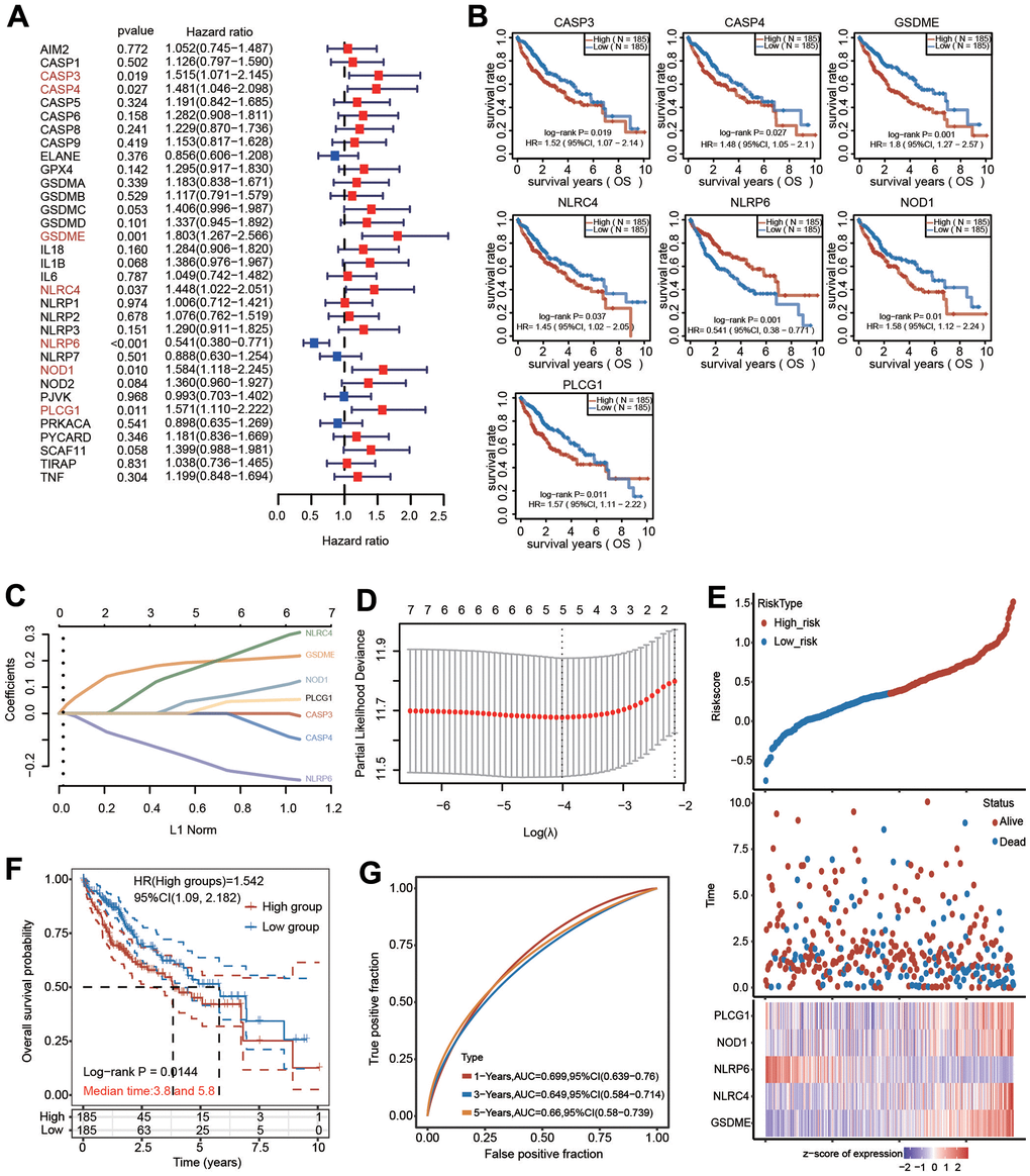 Construction of a five-PRG signature model in the TCGA-HCC cohort. (A) Forest plot of univariate Cox regression to select the genes with prognostic potential. (B) KM analysis revealed the prognostic value of CASP3, CASP4, GSDME, NLRC4, NLRP6, NOD1 and PLCG1 with the log-rank test. (C, D) A prognostic model containing 5 PRGs was built using LASSO Cox regression analysis. (E) The risk score and OS status of each case. (F) KM analysis for OS between the low-risk group and high-risk group. (G) The AUC of time-dependent ROC curves was shown.