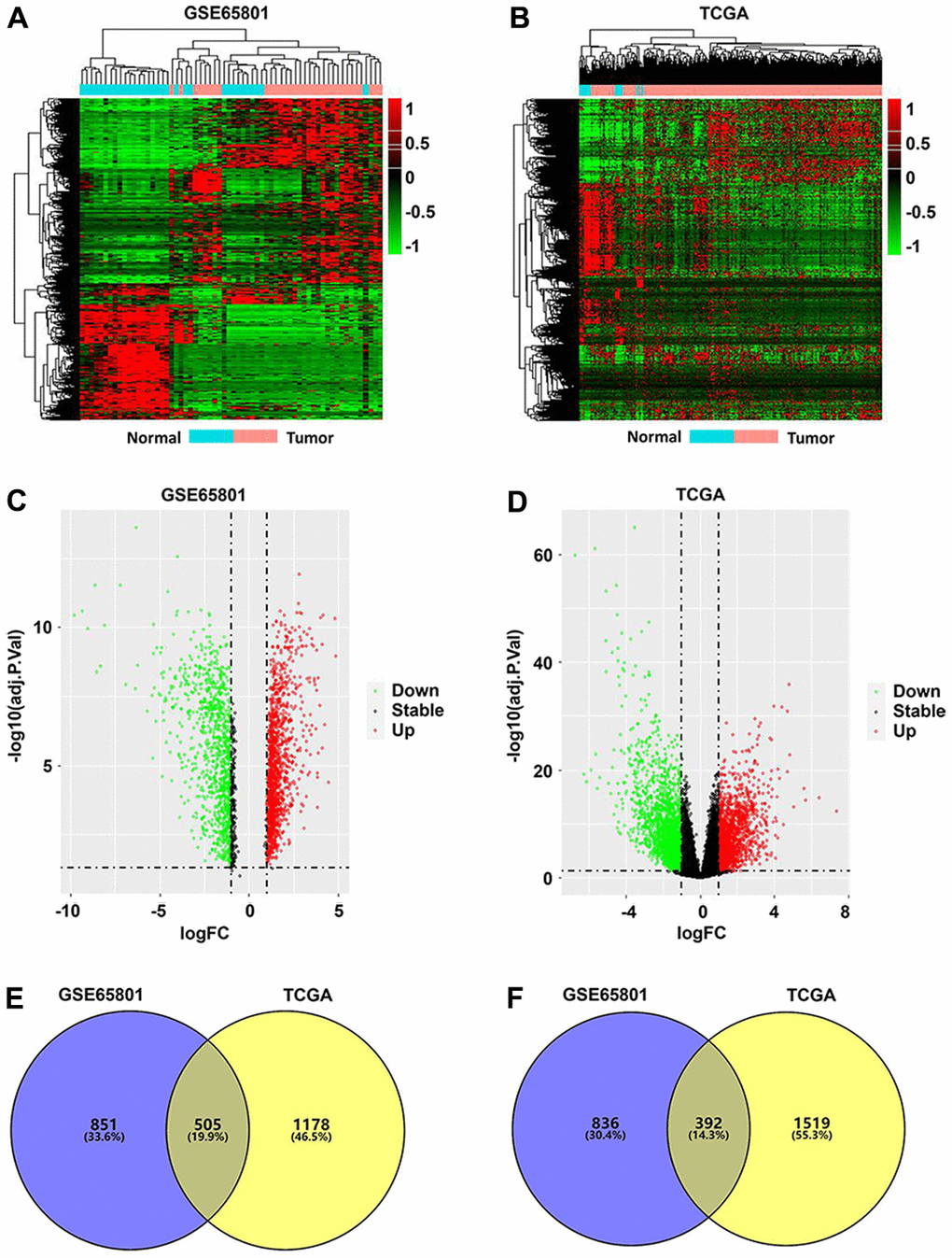 Identification of differentially expressed genes (DEGs) in GC. (A, B) DEG heatmaps of GC and normal tissues from the GSE65801 (A) and TCGA (B) datasets. (C, D) DEG volcano plots of GC and normal tissues from the GSE65801 (C) and TCGA (D) datasets. (E, F) Venn diagram showing the up- (E) and downregulated overlapping DEGs (F) between the GSE65801 and TCGA datasets. DEGs, differentially expressed genes; FC, fold change; GC, gastric cancer; and TCGA, The Cancer Genome Atlas.