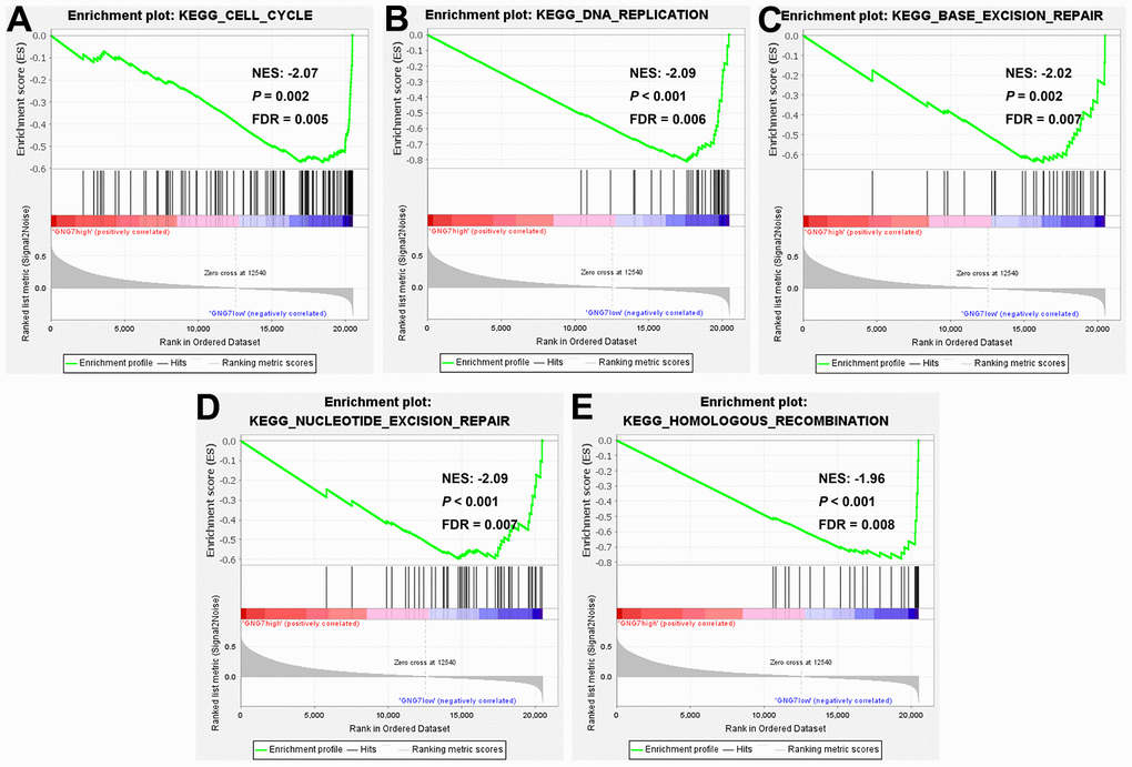 Gene set enrichment analysis (GSEA). KEGG pathway enrichment analysis of gene sets with lowly expressed GNG7 performed using TCGA-STAD data (A–E). FDR, false discovery rate; GSEA, gene set enrichment analysis; KEGG, Kyoto Encyclopedia of Genes and Genomes; NES, normalized enrichment score; and STAD, stomach adenocarcinoma.
