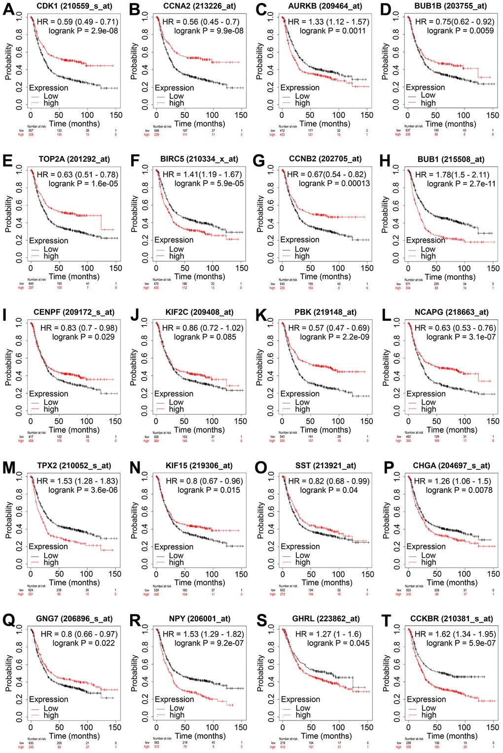 Overall survival analysis of the 20 hub genes in GC. Overall survival of patients with GC with low and high levels of CDK1 (A), CCNA2 (B), AURKB (C), BUB1B (D), TOP2A (E), BIRC5 (F), CCNB2 (G), BUB1 (H), CENPF (I), KIF2C (J), PBK (K), NCAPG (L), TPX2 (M), KIF15 (N), SST (O), CHGA (P), GNG7 (Q), NPY (R), GHRL (S), and CCKBR (T) are displayed using Kaplan–Meier curves. Log-rank P 