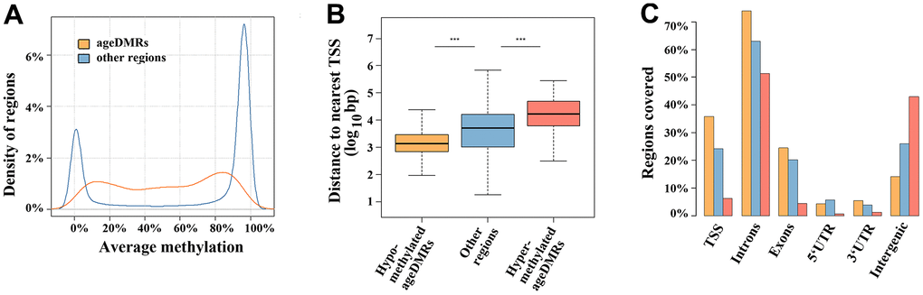 Region characteristics. (A) Distribution of methylation levels of ageDMRs versus other (non-significant) regions. The average methylation levels of ageDMRs (orange line) are predominantly in the mid-range (20-80%), whereas other regions (blue line) are either in the low range ( 80%) of methylation. (B) Box plots showing the distance of analyzed regions to the nearest transcription start site (TSS). The median is represented by a horizontal line. The bottom of the box indicates the 25th percentile, the top the 75th percentile. The blue box represents non-significant regions, the orange box ageDMRs which lose methylation with age and the red box ageDMRs which gain methylation with age. Please note that hypomethylated ageDMRs are significantly (*** P C) Localization of hypomethlyated ageDMRs (orange bars) and hypermethylated DMRs (red bars) in different genic and intergenic regions, compared to non-significant regions (blue bars). Please note that some regions may be assigned to several gene parts and, therefore, the percentages of all bars (of one color) total > 100%.