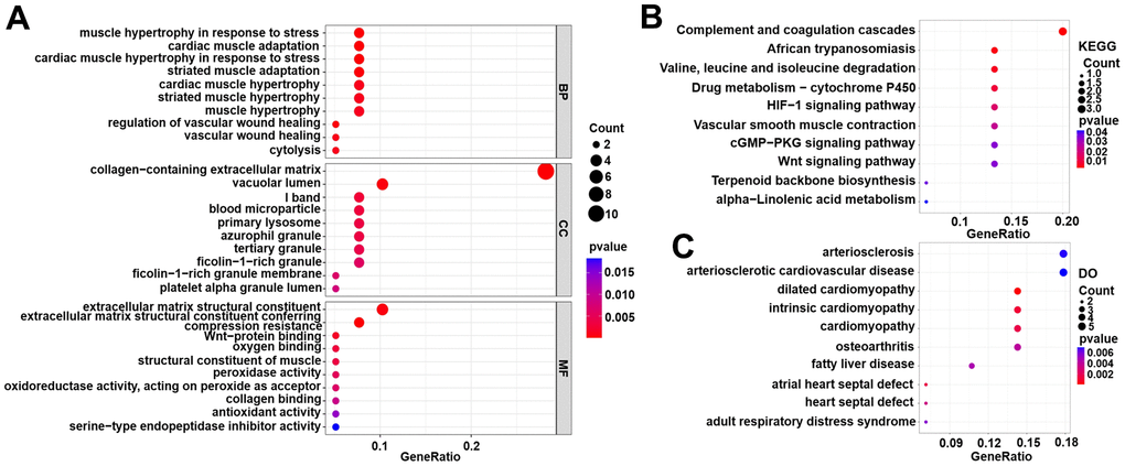 Functional enrichment analyses for DEG genes in the training set. (A) Gene Ontology (GO) enrichment analysis. (B) Kyoto Encyclopedia of Genes and Genomes (KEGG) pathway analysis. (C) Disease Ontology (DO) analysis.