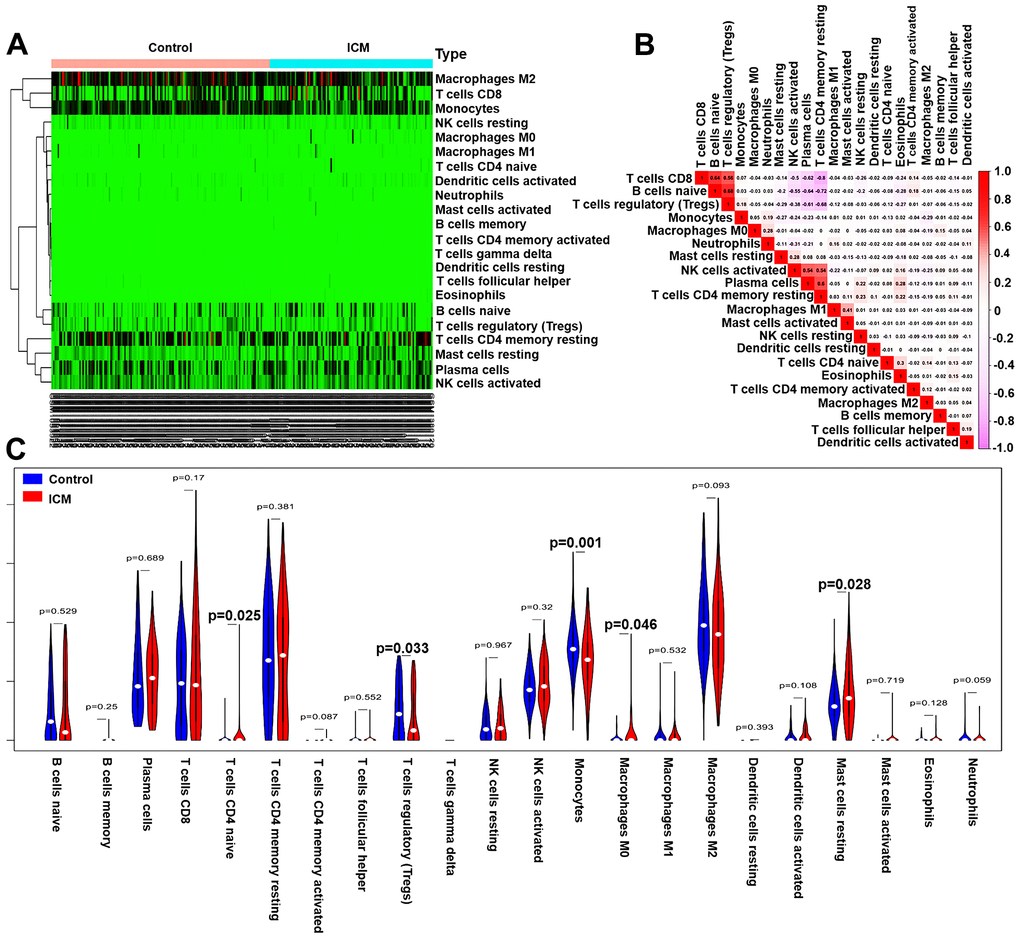 Pattern of immune cell subtype infiltration in the training set. (A) Heatmap of the 22 immune cell proportions in each sample. (B) Correlation heatmap of the 22 immune cells. The deeper the red, the stronger the positive correlation. The darker the pink, the stronger the negative correlation. (C) Representative violin plot showing the different fractions of infiltrated immune cells.