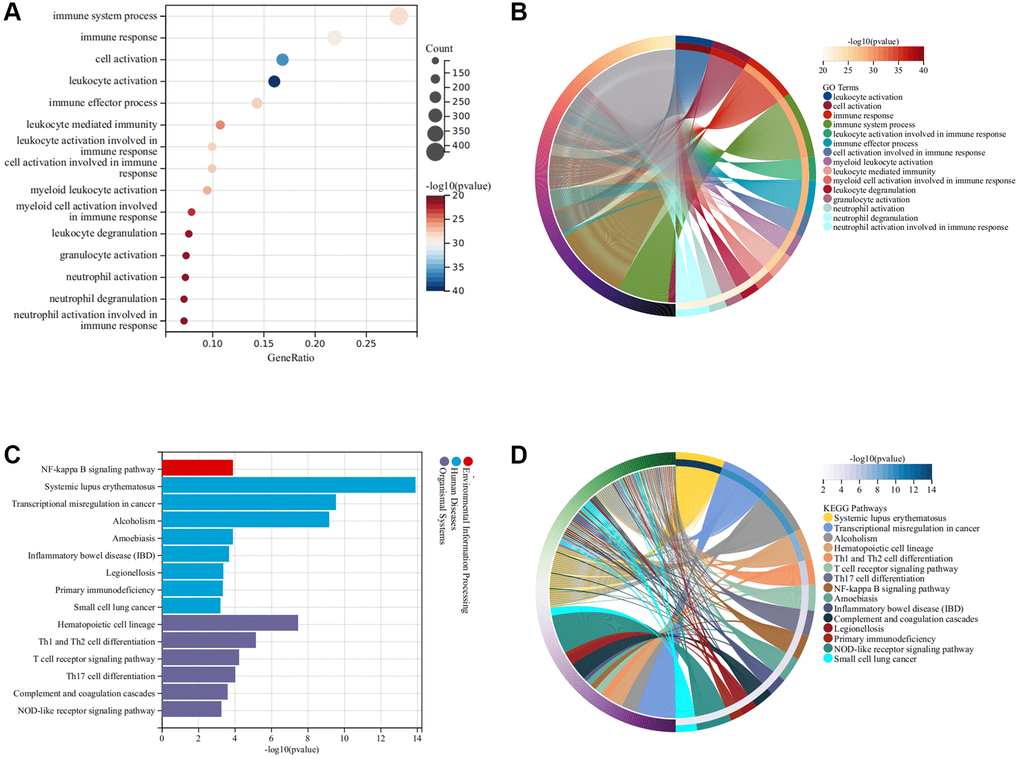 Functional enrichment analysis of DEGs. (A, B) GO terms of DEGs; (C, D) KEGG pathway of DEGs.