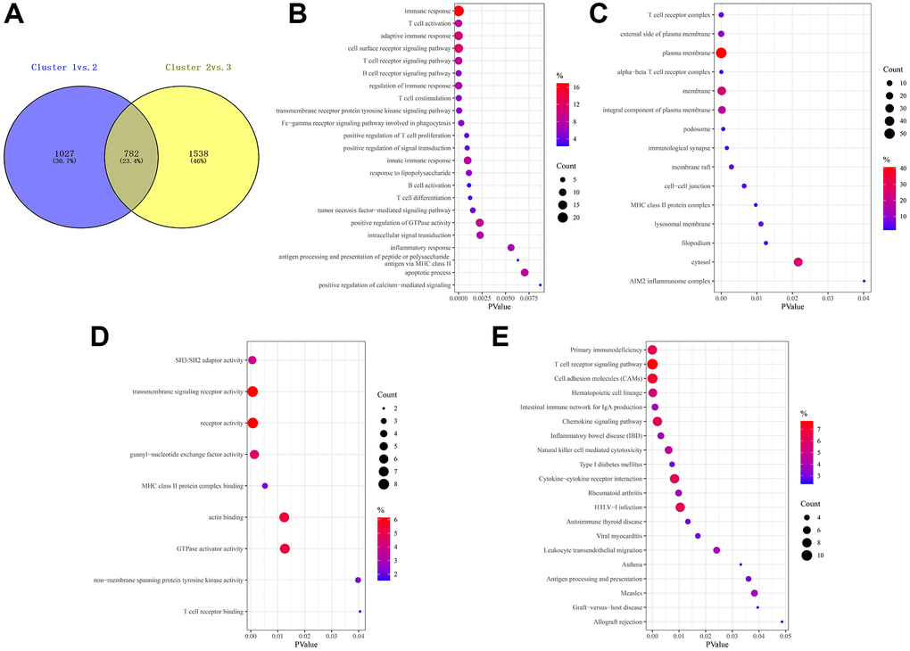 Prognostic DEGs between different FAM clusters. (A) 782 DEGs were identified across three FAM clusters using the R package “limma”. (B–E) Functional annotation for these DEGs using GO enrichment analysis, with the enrichment of GO-BP (B), GO-CC (C), GO-MF (D) and KEGG pathways of the 140 prognostic DEGs using univariate Cox regression analysis.